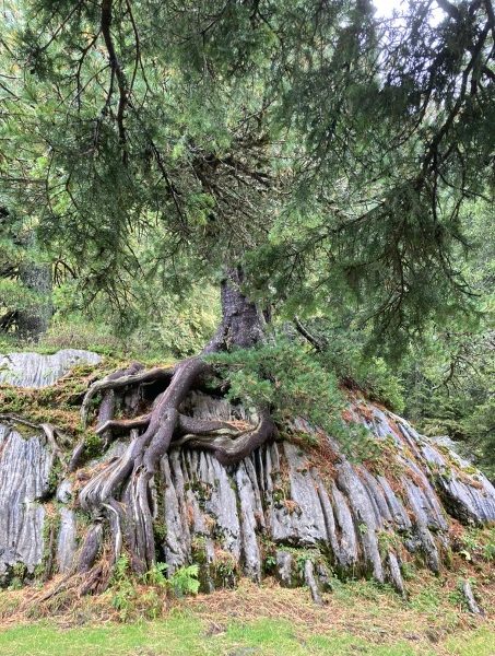 Baum Wurzeln Baum Wurzeln